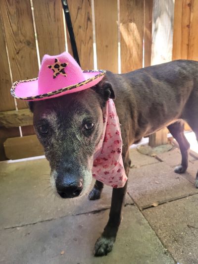 Lovepuppy dog in pink cowgirl hat