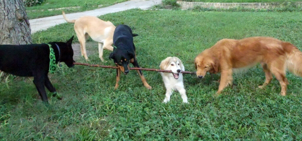 Supervised group yard playtime for the Large dogs - Banner